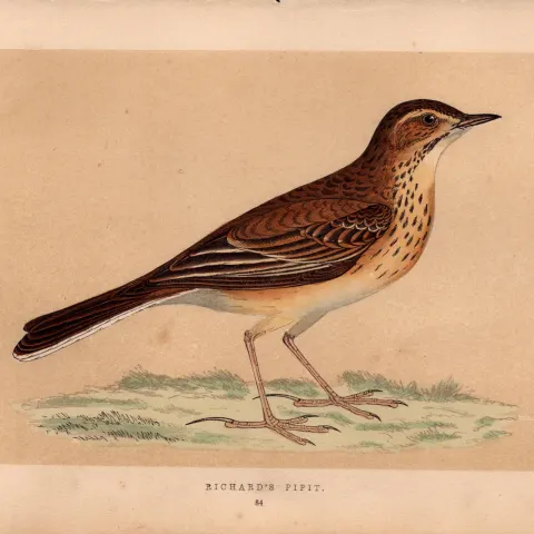 Richards Pipit Rev Morris Antique History of British Birds 170 Years-Old  Engraving.