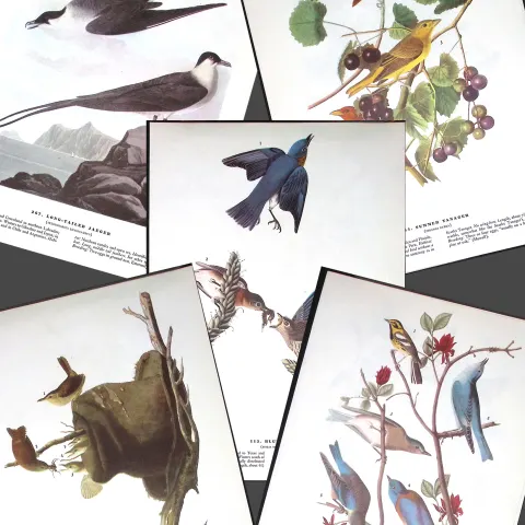 Job-Lot John James Audubon Birds of America 72-Year-Old Coloured Book Plates-36