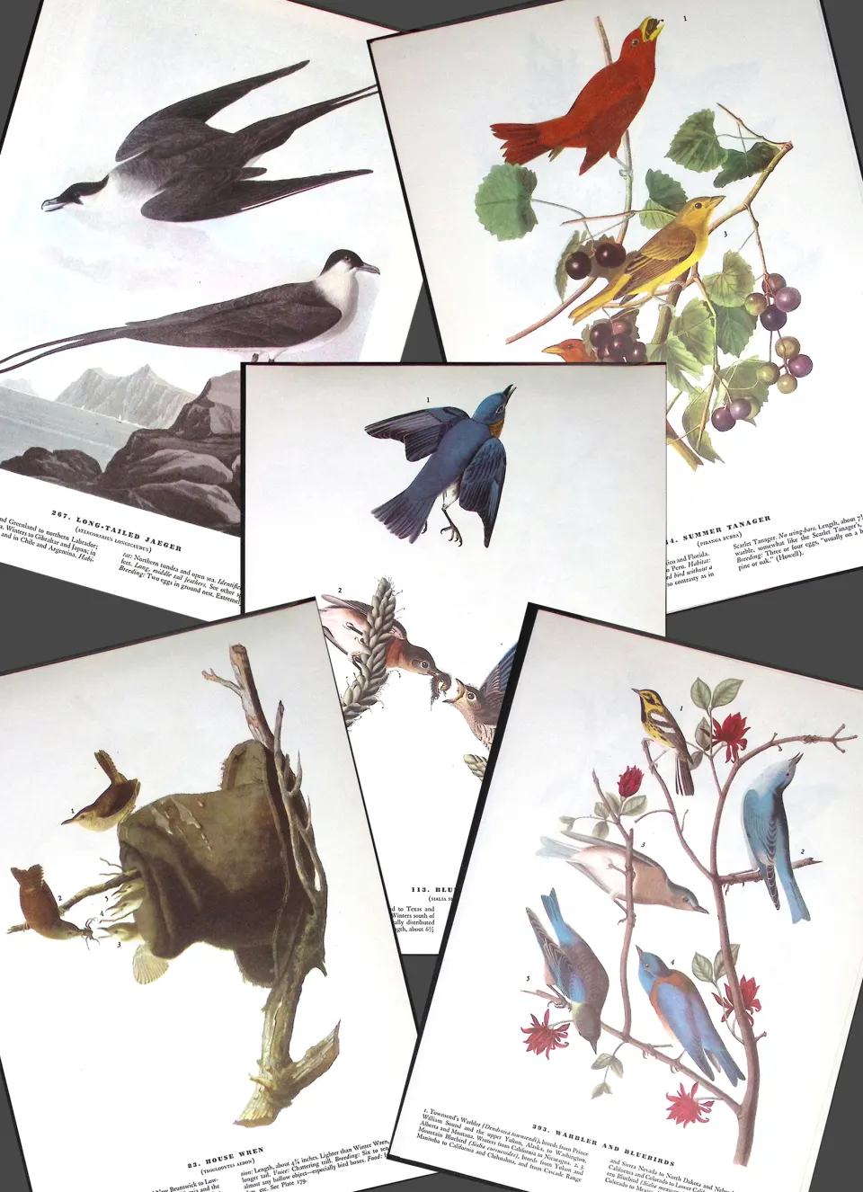 Job-Lot John James Audubon Birds of America 72-Year-Old Coloured Book Plates-36