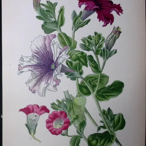 Hybrid Petunias Flower Edward Step Rare Antique Botanical Book Plate-200