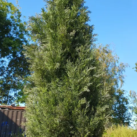 Large Industrial Metal Planter with Artificial Conifer tree. Approx 2.1m tall combined. Rrp £599