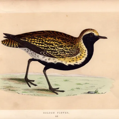 Golden Plover Rev Morris Antique History of British Birds Engraving.