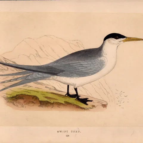 Swift Tern Rev Morris Antique History of British Birds Engraving.