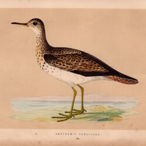 Bartram’s Sandpiper Rev Morris Antique History of British Birds Engraving.