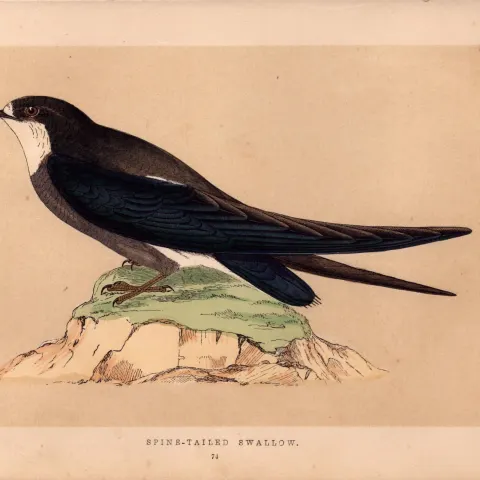Spine Tailed Swallow  Rev Morris Antique History of British Birds Engraving.
