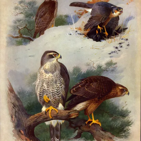 Antique Scarce First Edition Bird Print Goshawk & Sparrow Hawk-34.