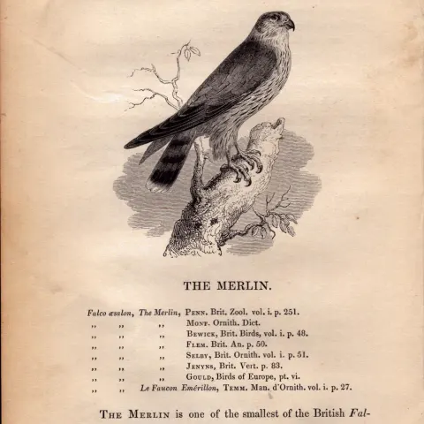 The Merlin 1843 Victorian Antique Print British Birds by William Yarrell.