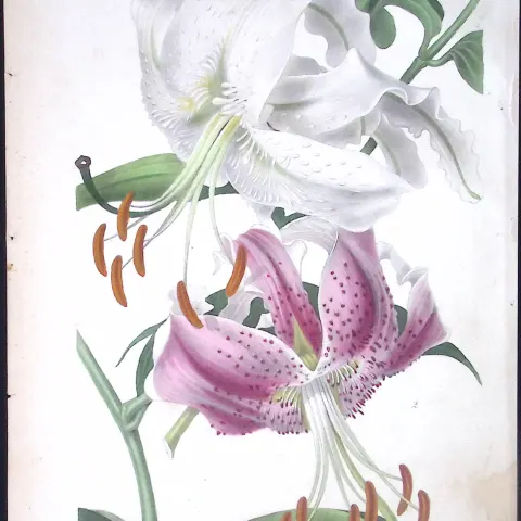 Beautiful Lillies Antique  Robert Thompson Hand Coloured Print-9