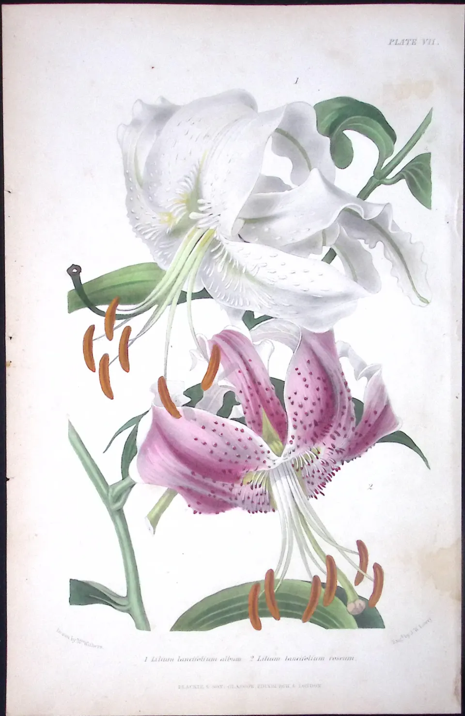 Beautiful Lillies Antique  Robert Thompson Hand Coloured Print-9