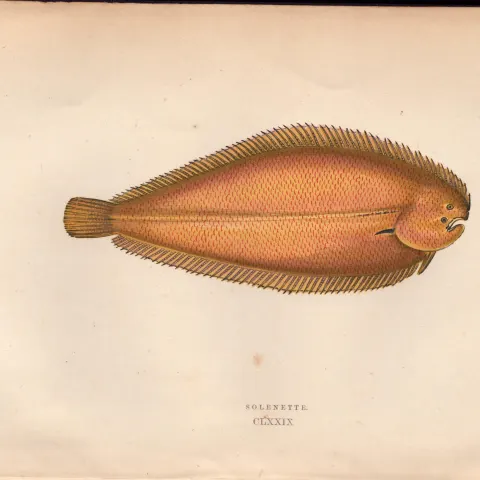 Solenette 1869 Antique Johnathan Couch Coloured Fish Engraving.