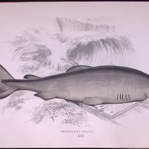 Greenland Shark Scarce Antique 1877 J. Couch Woodblock Engraving-4