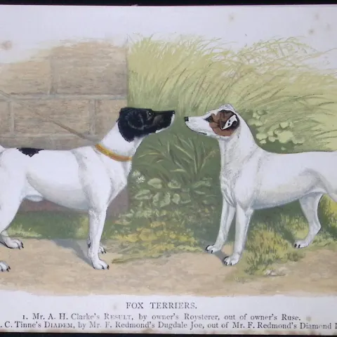 Fox Terriers British Dogs by Hugh Dalziel 1889 Antique Coloured Book Plate-13