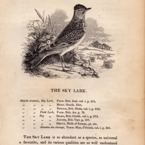 The Sky Lark 1843 Victorian Antique Bird Print  William Yarrell.