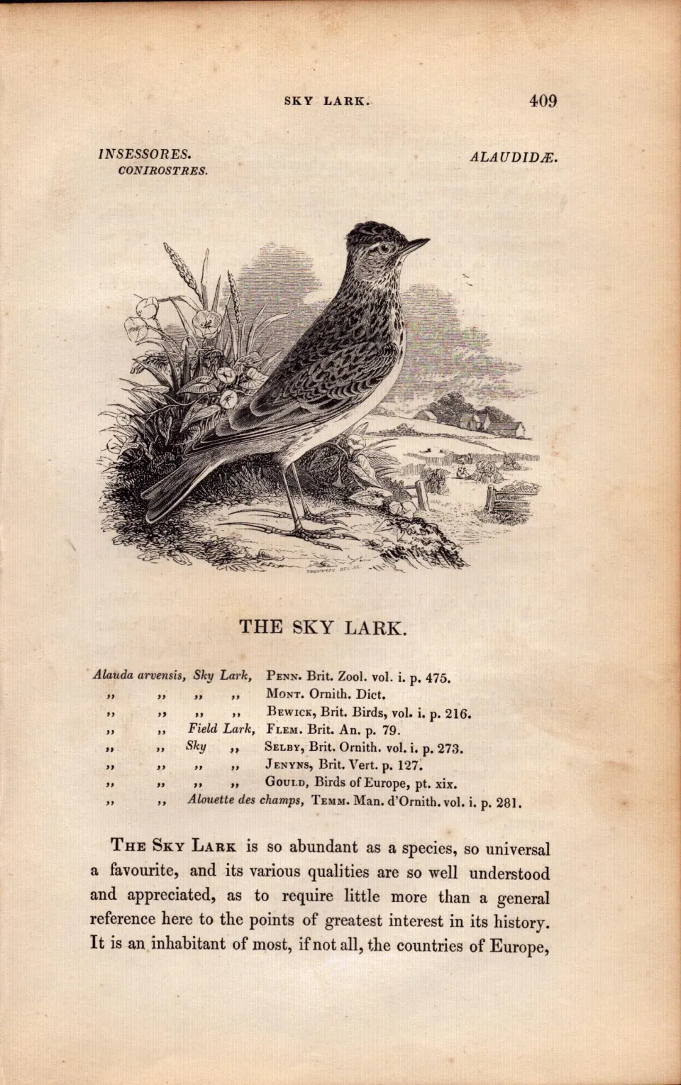 The Sky Lark 1843 Victorian Antique Bird Print  William Yarrell.