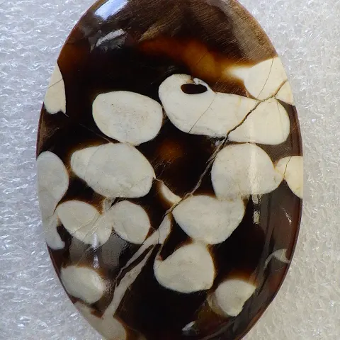 Large 62 Carats Fossil "Peanut Wood" Cabochon