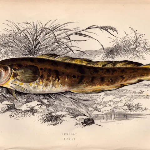 Burbolt Antique Johnathan Couch Coloured Fish Engraving.