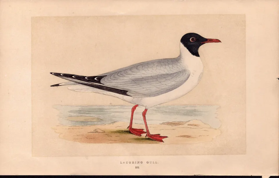 Laughing Gull Rev Morris Antique History of British Birds 170 Years-Old Engraving.