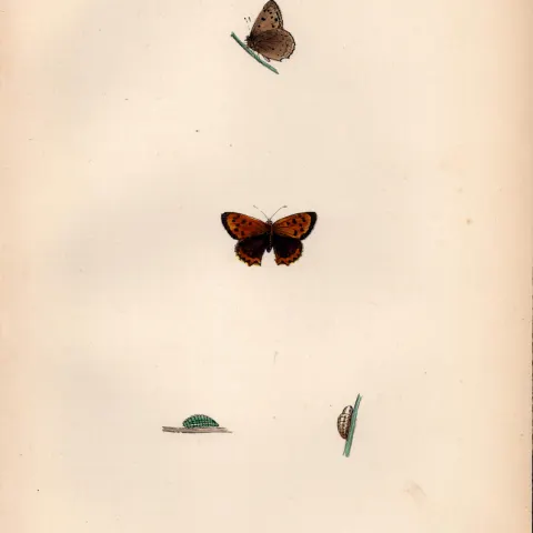 Small Cooper Hand Coloured  Antique Butterfly Plate Rev Morris-150.