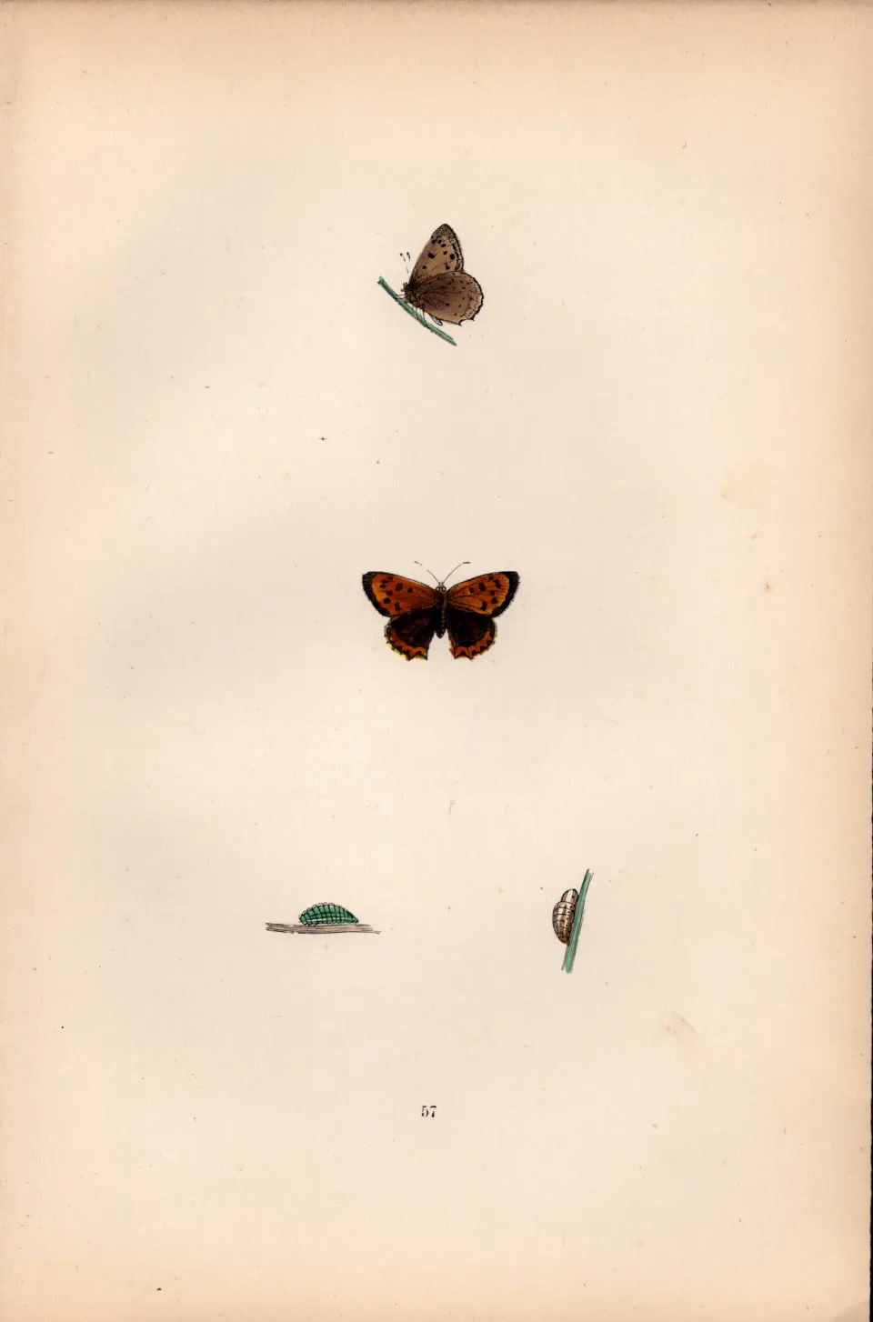 Small Cooper Hand Coloured  Antique Butterfly Plate Rev Morris-150.