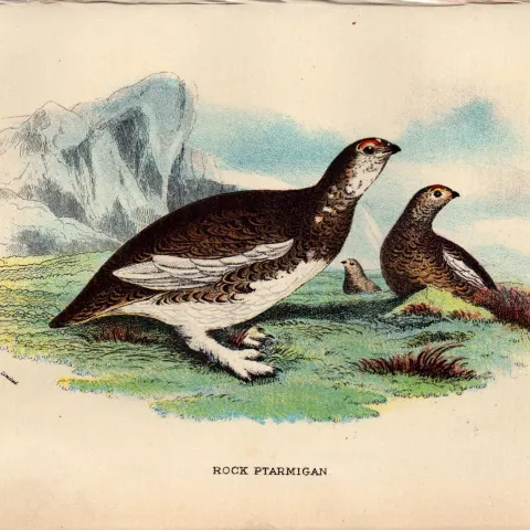 Rock Ptarmigan British Bird Antique 1896 WR Ogilvie Grant Print.