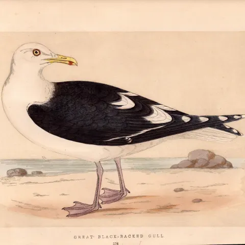 Great Black-Backed Gull Rev Morris Antique History of British Birds Engraving.