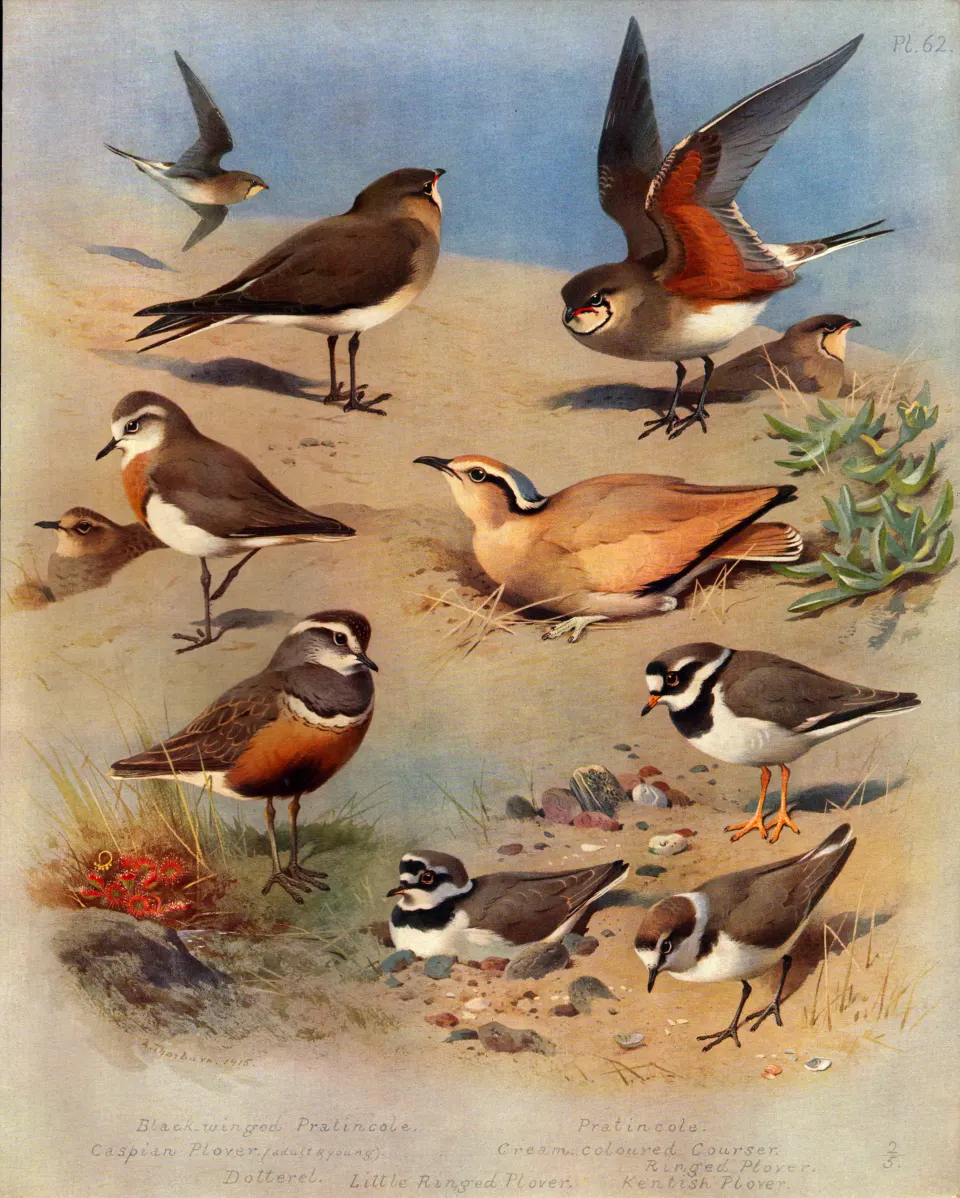 Antique Scarce First Edition Large Bird Print Plover, Courser, Pratincole– 62.