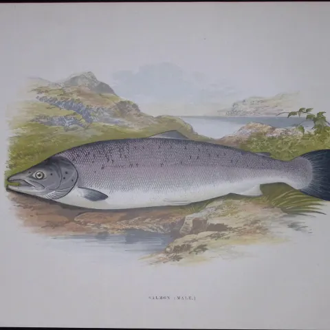 Salmon (Male) Rev Houghton British Freshwater Fish 1879 Scarce Wood Engraving-23
