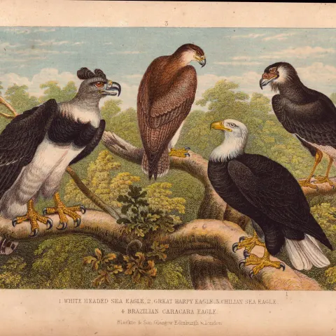 The Eagle Family Species Antique Hand Coloured Oliver Goldsmith Engraving -18.