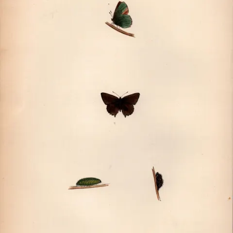 Green Hairstreak Hand Coloured Antique Butterfly Plate Rev Morris-107.