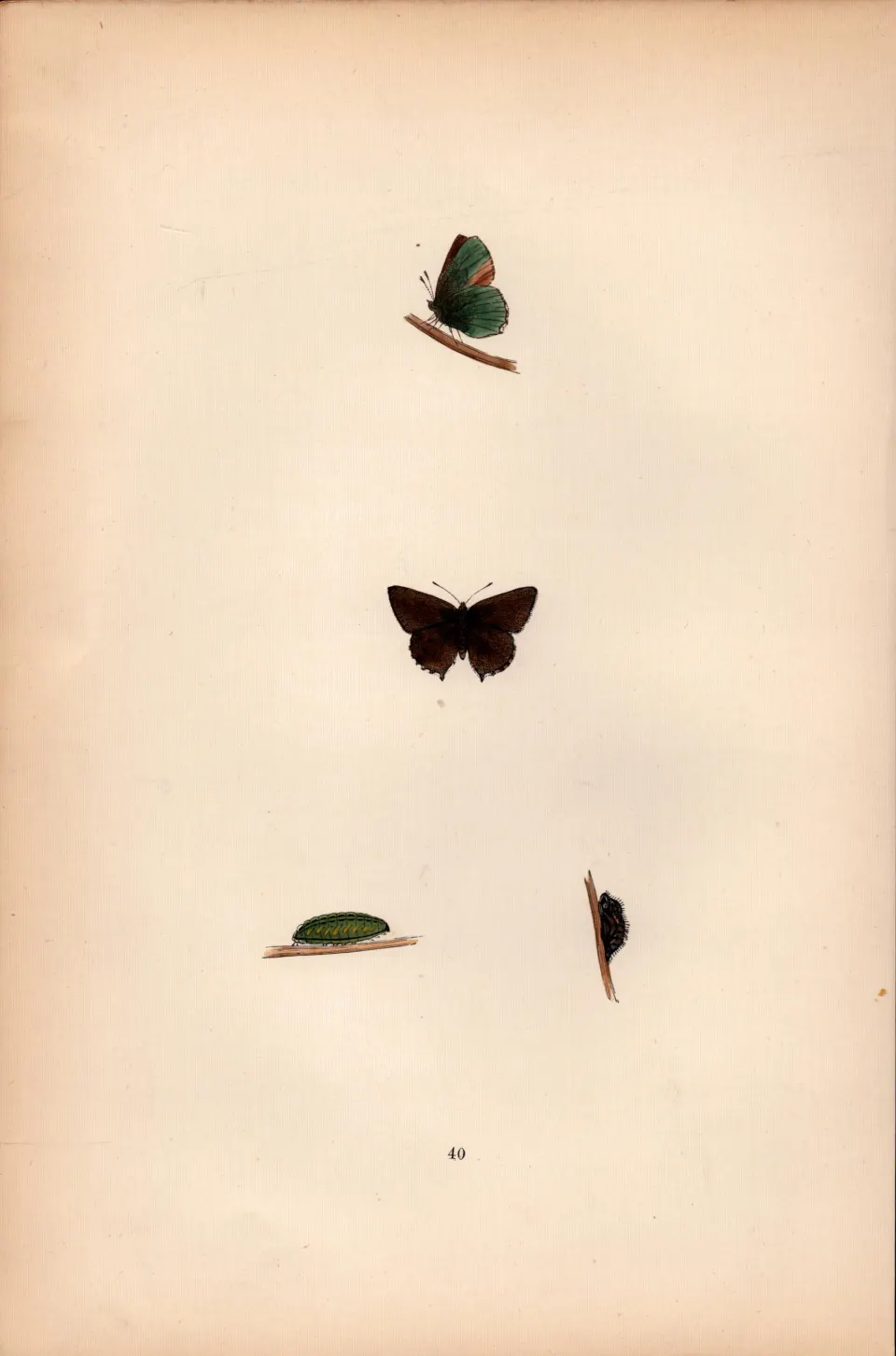 Green Hairstreak Hand Coloured Antique Butterfly Plate Rev Morris-107.