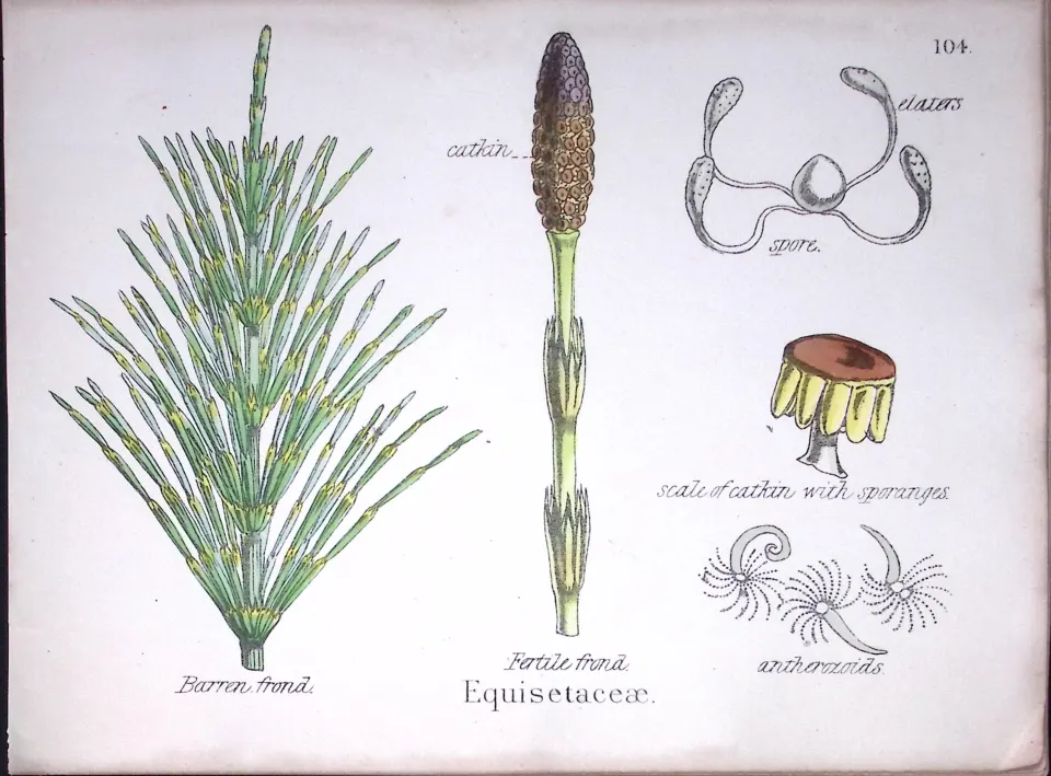 Horsetail Family Botanical Flower Diagram Rare Antique First Edition Illustration-104
