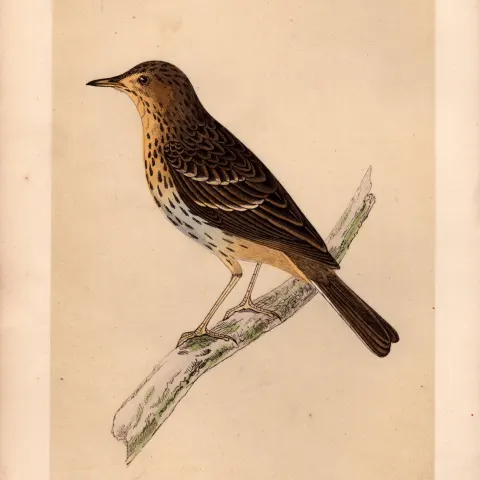 Tree Pipit Rev Morris Antique History of British Birds Engraving.