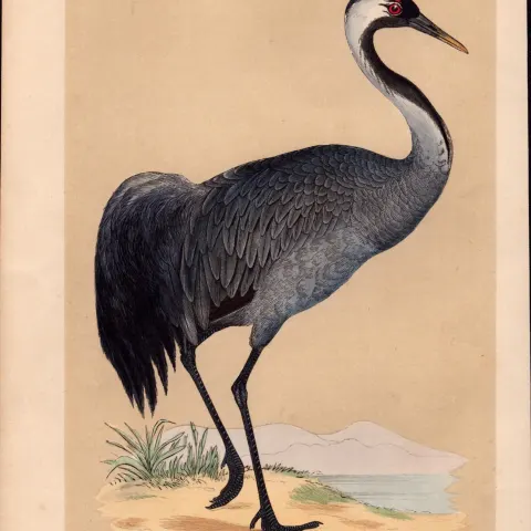 Crane Rev Morris Antique History of British Birds Engraving.