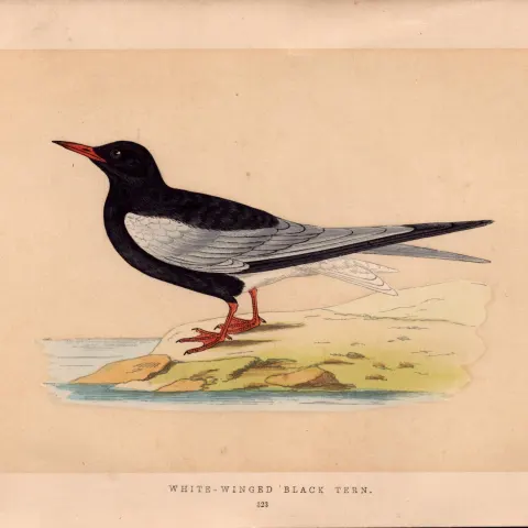 White Winged Black Tern Rev Morris Antique History of British Birds Engraving.
