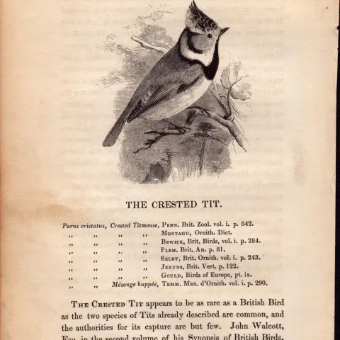The Crested Tit 1843 Victorian Bird Antique  Print  William Yarrell.