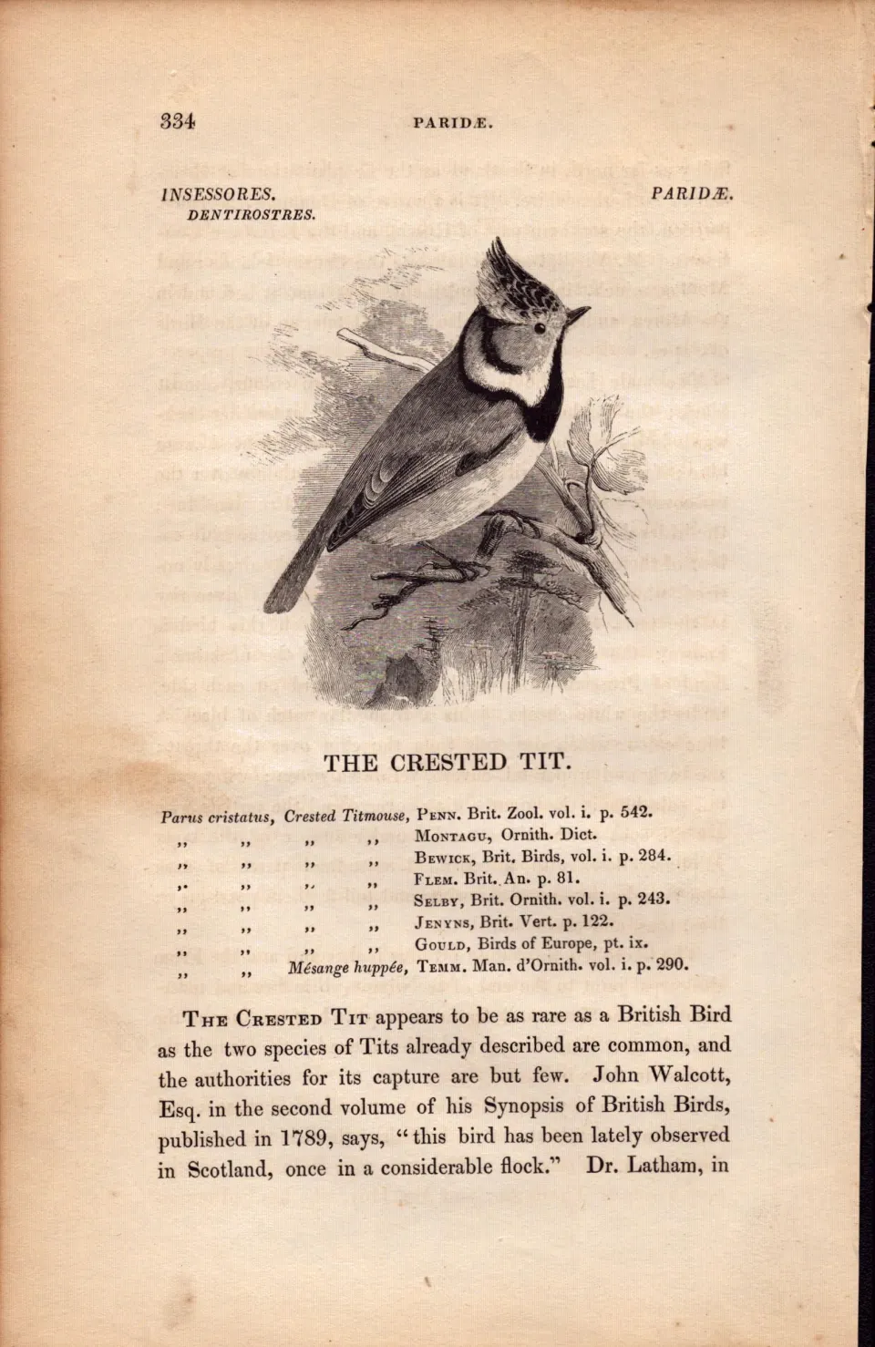 The Crested Tit 1843 Victorian Bird Antique  Print  William Yarrell.
