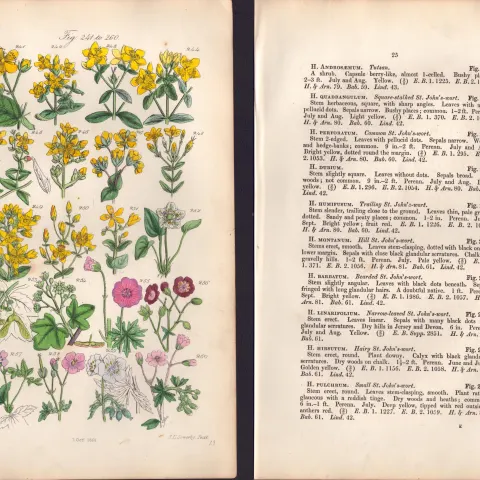 Sowerby Antique  St. John's Wort, Sycamore, Crane's-Bill, Maple,-13 Set-2.