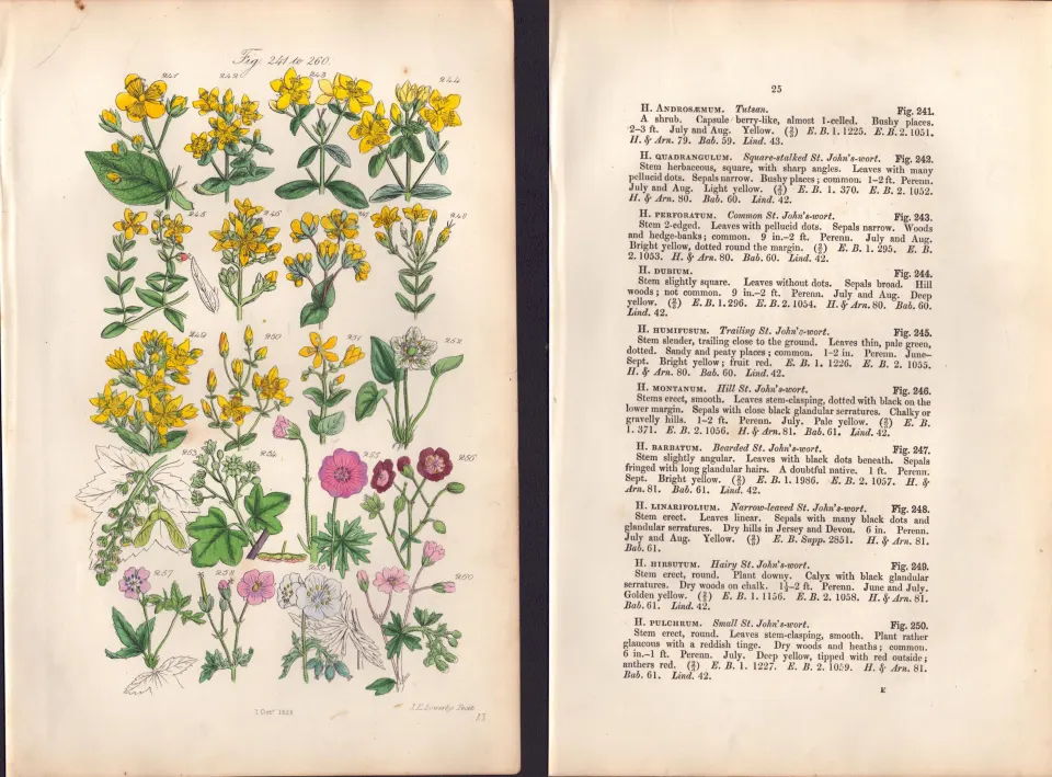 Sowerby Antique  St. John's Wort, Sycamore, Crane's-Bill, Maple,-13 Set-2.