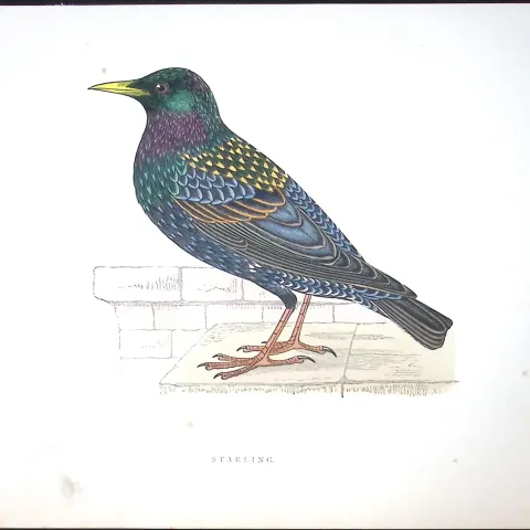 Starling Rev Morris Antique History of British Birds 130 Years-Old Engraving-82