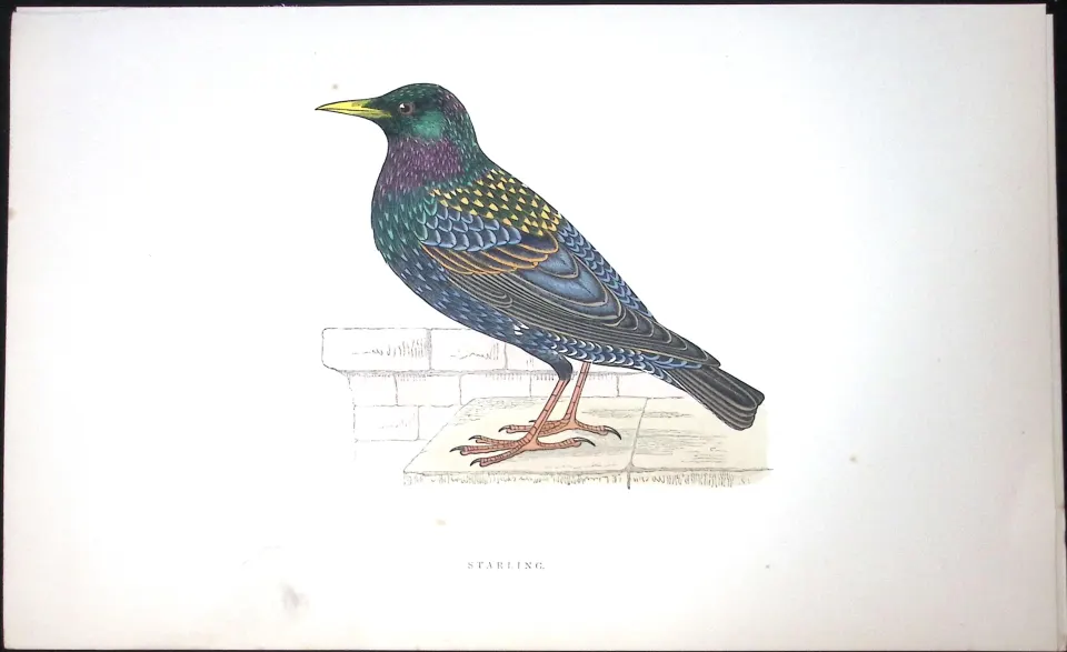 Starling Rev Morris Antique History of British Birds 130 Years-Old Engraving-82