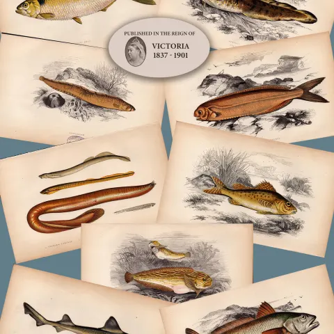Job-Lot 10 Antique Johnathan Couch Fishes of The British Isles Engravings-3.