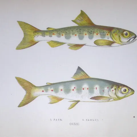 Parr & Samlet Fish Scarce Antique 1877 J. Couch Woodblock Engraving-138