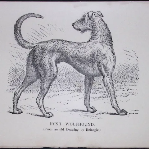 Irish Wolfhound Short British Dogs by Hugh Dalziel 1889 Antique Book Plate-18