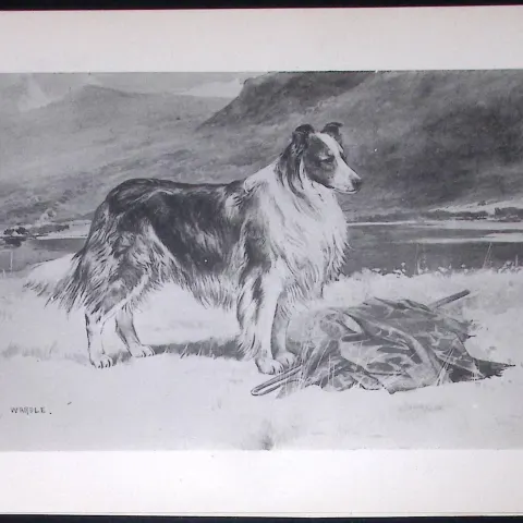 Collie or Sheepdog Antique Book Plate Rawdon Lee Modern Dogs 1894-6
