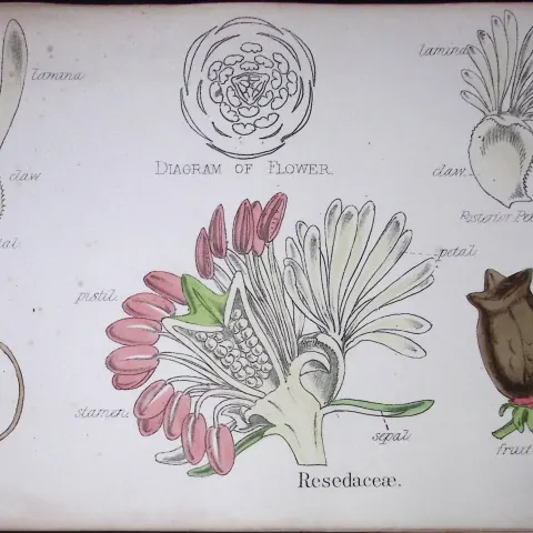 Resedaceae Botanical Flower Diagram Rare Antique First Edition Illustration-7