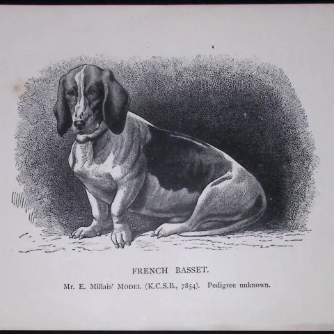 The French Basset British Dogs by Hugh Dalziel 1889 Antique Book Plate-25
