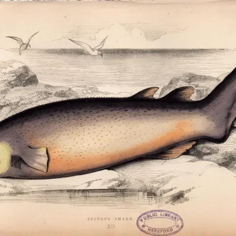 Spinous Shark 1869 Antique Johnathan Couch Coloured Engraving.