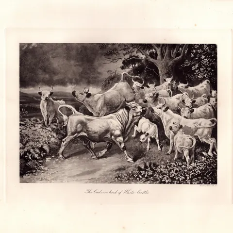 The White Cattle Herd Rare Limited-Edition Antique JG Millais Print-26.