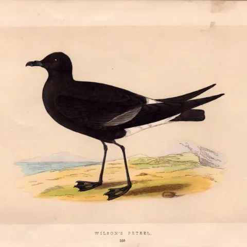 Wilson’s Petrel Rev Morris Antique History of British Birds Engraving.