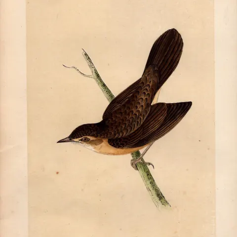 Grasshopper Warbler Rev Morris Antique History of British Birds Engraving.